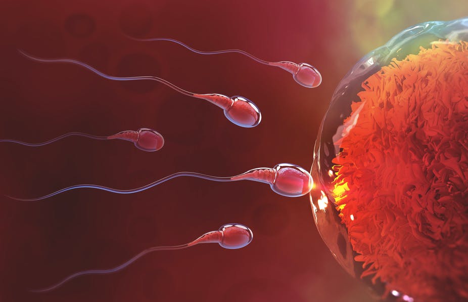 Combien-de-temps-les-spermatozoïdes-peuvent-ils-survivre-après-l'éjaculation