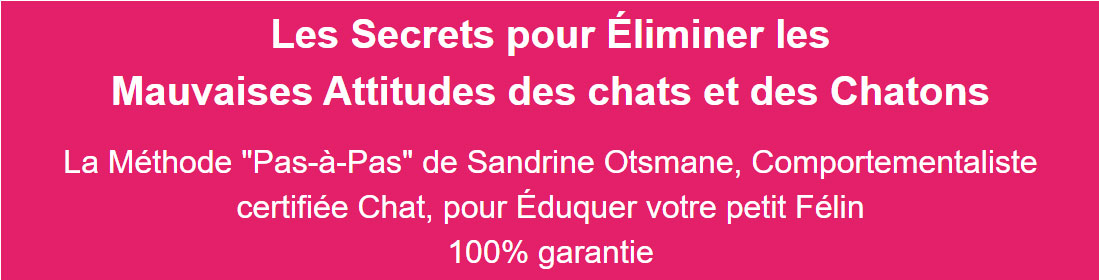 chat-mode-d'emploi-formation