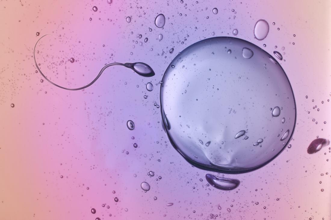 ovulation-ce-que-vous-devez-savoir-pour-tomber-enceinte
