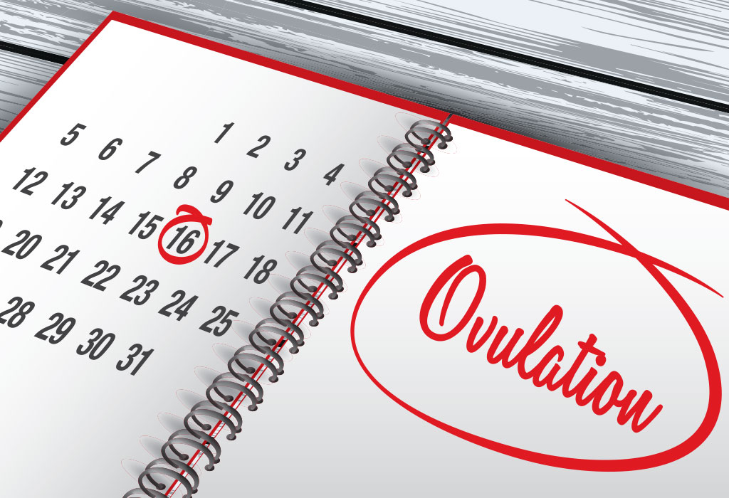 ovulation